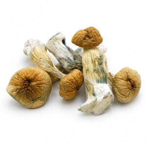 African Transkei Dried Mushrooms