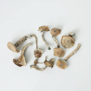 Albino Goodies Dried Mushrooms