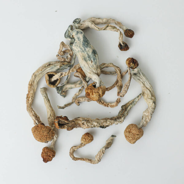 Amazonian Dried Mushrooms