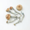 Blue Goba dried mushrooms 2 Blue Goba Dried Mushrooms