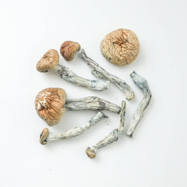 Blue Goba dried mushrooms 2 Blue Goba Dried Mushrooms