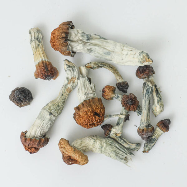 Blue Pulaski Dried Mushrooms Blue Pulaski Dried Mushrooms