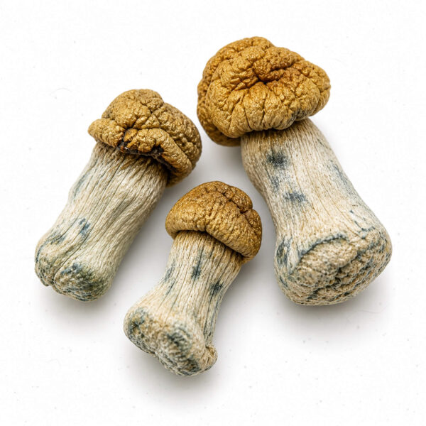 Bluey Vuitton Dried Mushrooms Bluey Vuitton Dried Mushrooms