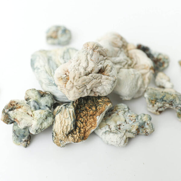 Enigma Dried Mushrooms 2 Enigma Dried Mushrooms