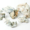 Enigma Dried Mushrooms 3 Enigma Dried Mushrooms