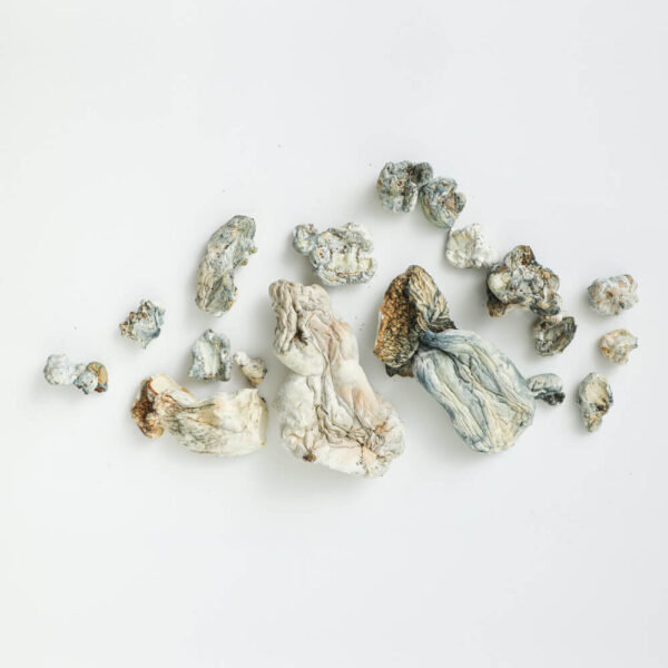 Enigma Dried Mushrooms 4 Enigma Dried Mushrooms