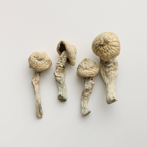 Flying Saucer Dried Mushrooms 2 Flying Saucer Dried Mushrooms