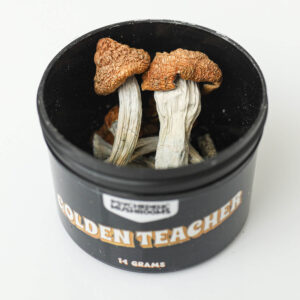 Golden Teacher Dried Mushrooms