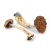Golden Teacher Dried Mushrooms