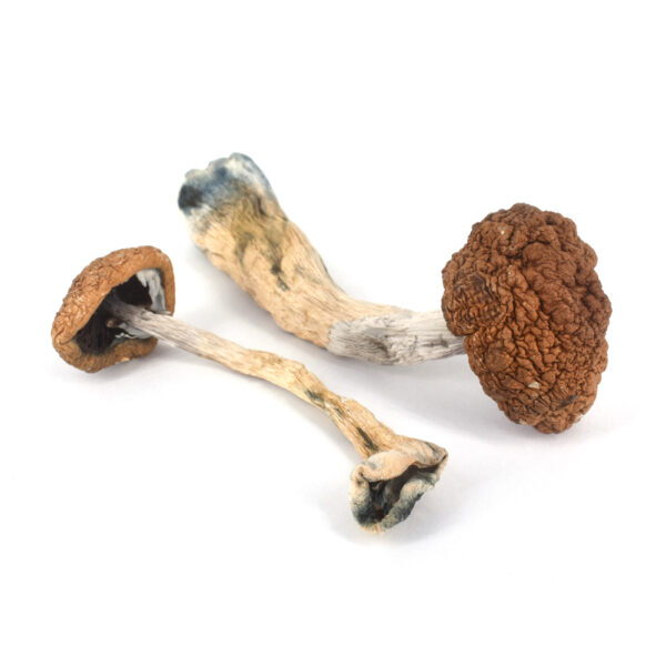 Golden Teacher Dried Mushrooms