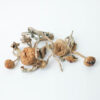 Golden Teacher Dried Mushrooms