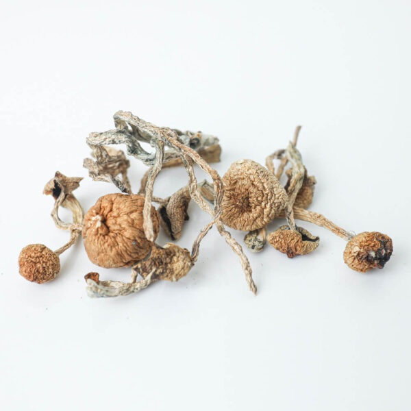 Golden Teacher Dried Mushrooms