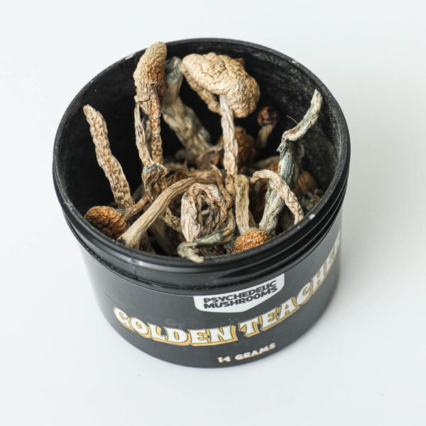 Golden Teacher Dried Mushrooms