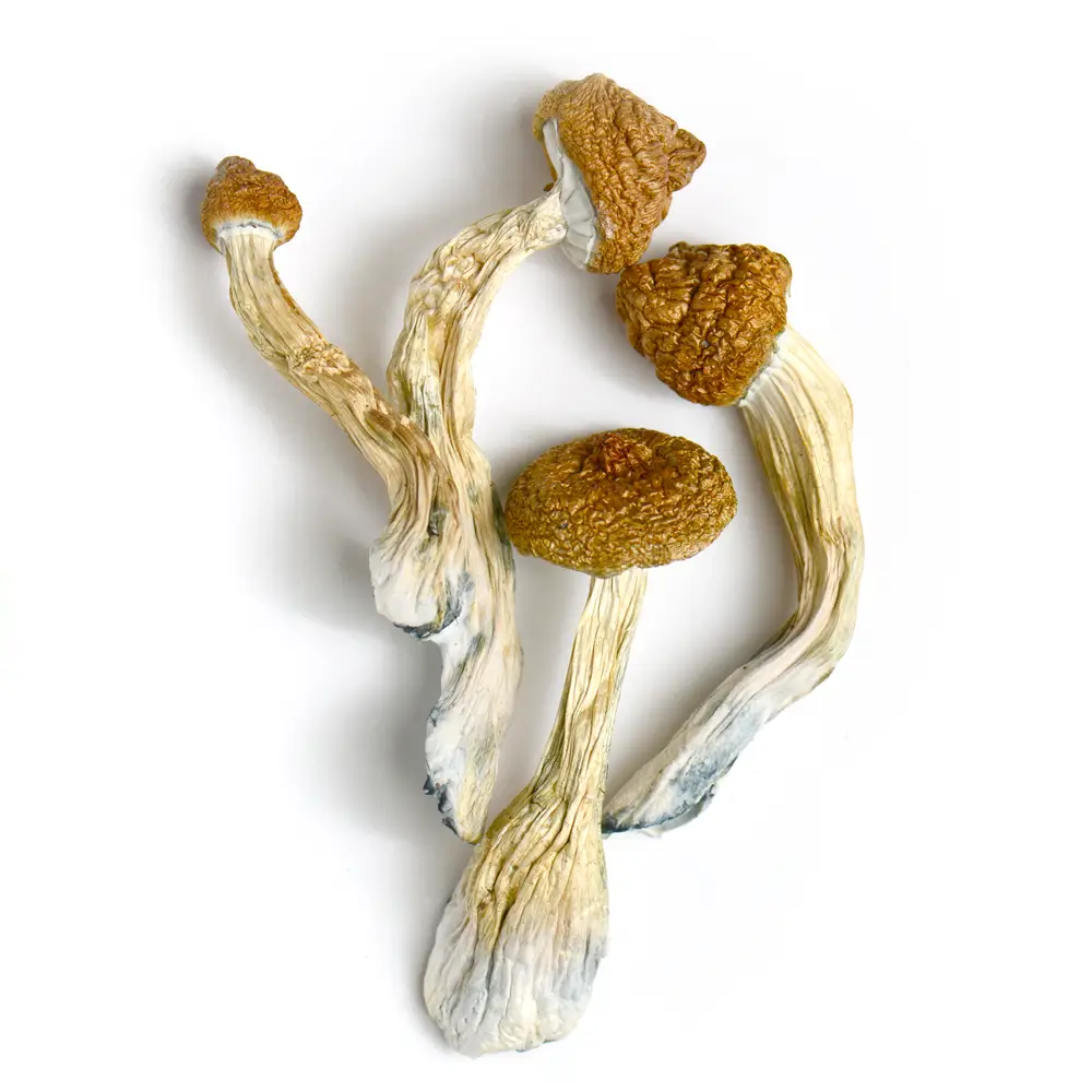 Dried Mushrooms