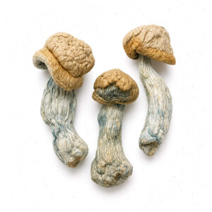 Hillbilly Dried Mushrooms
