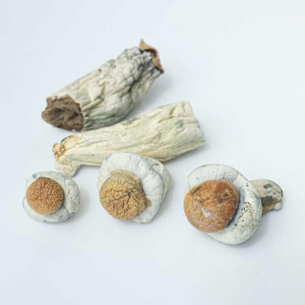 Makilla Gorilla Dried Mushrooms 2 Makilla Gorilla Dried Mushrooms
