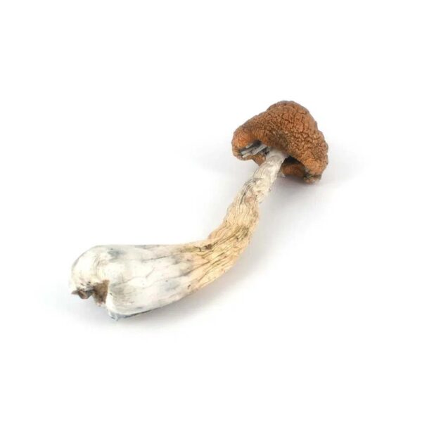 OG Melmac Dried Mushrooms