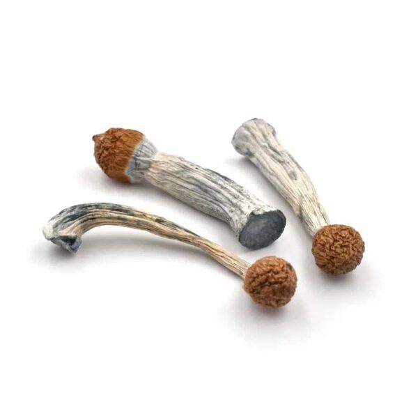 Penis Envy Dried Mushrooms