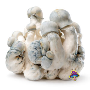 Tidal Wave x Ape Dried Mushrooms Tidal Wave x Ape Dried Mushrooms