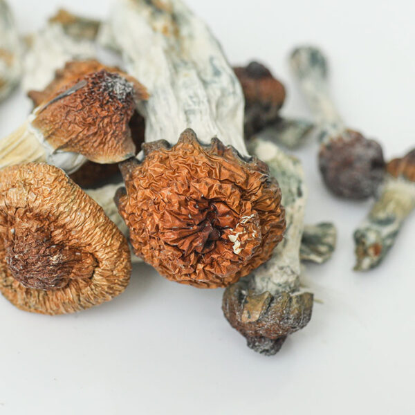 promo-pack-shrooms-cottage Cottage Magic Promo Pack
