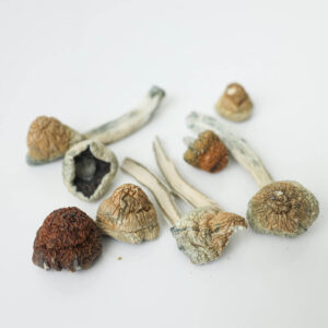 tidal wave dried shrooms magic mushroom