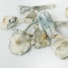 white-rabbit-shrooms-2-magic-mushroom White Rabbit Dried Mushrooms