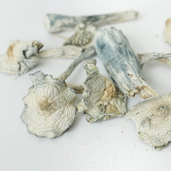 white-rabbit-shrooms-2-magic-mushroom White Rabbit Dried Mushrooms