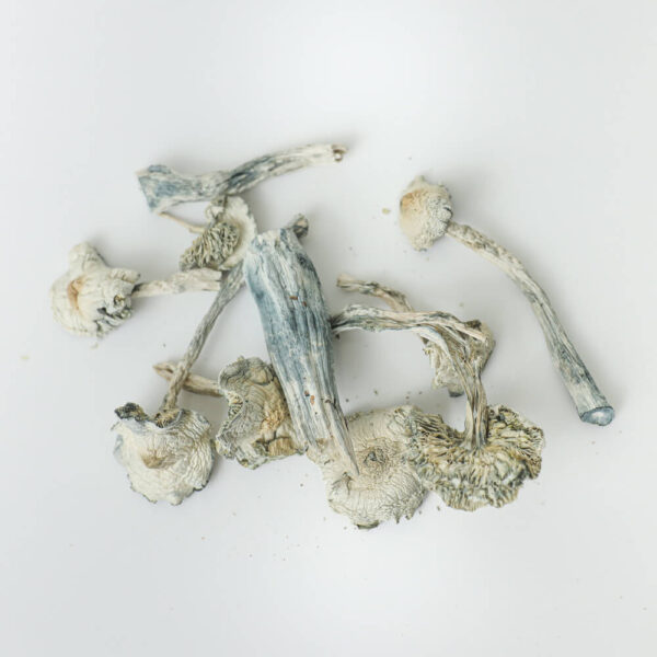 white-rabbit-shrooms-magic-mushroom White Rabbit Dried Mushrooms